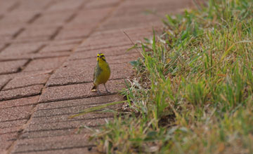 Yellow-fronted canary [Crithagra mozambica granti]