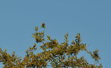 Brimstone canary [Crithagra sulphuratus]