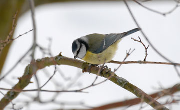 Blue tit [Cyanistes caeruleus caeruleus]