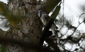 Blue jay [Cyanocitta cristata bromia]