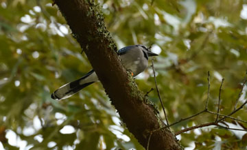 Blauhäher [Cyanocitta cristata cristata]