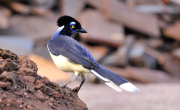 Plush-crested jay [Cyanocorax chrysops]