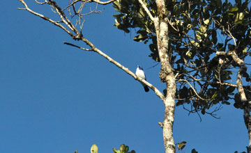 Blue vanga [Cyanolanius madagascarinus madagascarinus]