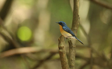 Tickellblauschnäpper [Cyornis tickelliae jerdoni]