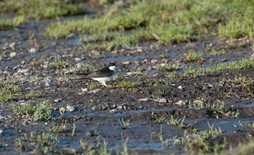 Mehlschwalbe (juv) [Delichon urbicum urbicum]