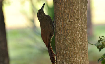 Planalto woodcreeper [Dendrocolaptes platyrostris]