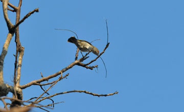 Thick-billed flowerpecker [Dicaeum agile zeylonicum]