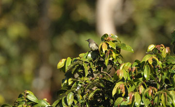 Pale-billed flowerpecker [Dicaeum erythrorhynchos ceylonense]