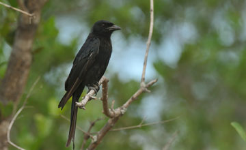 Fork-tailed drongo [Dicrurus adsimilis apivorus]