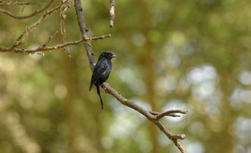 Fork-tailed drongo [Dicrurus adsimilis fugax]