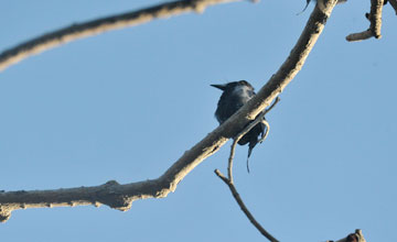 Flores spangled drongo [Dicrurus bimaensis]