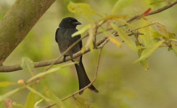 White-bellied drongo [Dicrurus caerulescens leucopygialis]