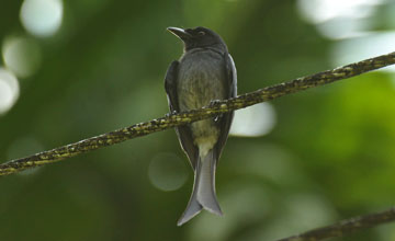 Graudrongo [Dicrurus leucophaeus longicaudatus]