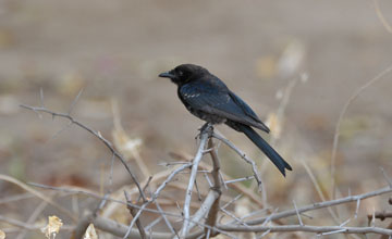 Geradschwanzdrongo [Dicrurus ludwigii]