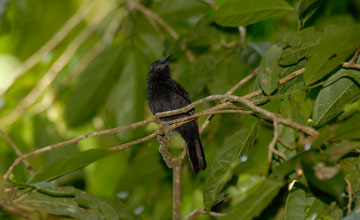 Melodious blackbird [Dives dives]