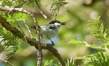 Black-backed puffback [Dryoscopus cubla okavangensis]