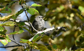 Grey catbird [Dumetella carolinensis]