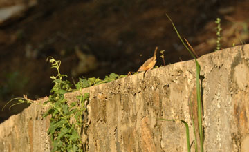 Tawny-bellied babbler [Dumetia hyperythra phillipsi]