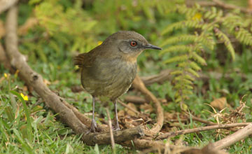 Sri lanka bush warbler [Elaphrornis palliseri]