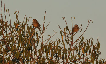 Corn bunting [Emberiza calandra]