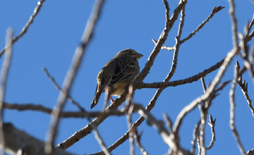 Cirl bunting [Emberiza cirlus cirlus]