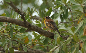 Golden-breasted bunting [Emberiza flaviventris flaviventris]