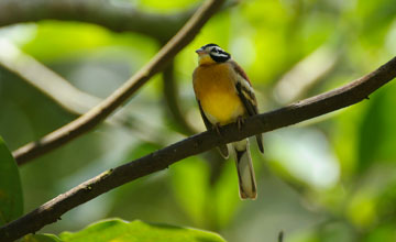 African golden-breasted bunting [Emberiza flaviventris kalaharica]