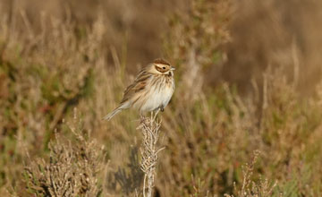 Common reed bunting [Emberiza schoeniclus witherbyi]