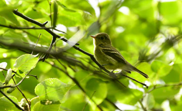 Birkenschnäppertyrann [Empidonax flaviventris]