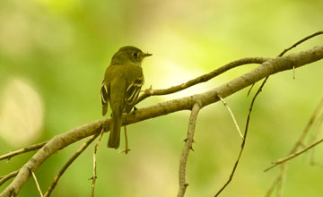 Least flycatcher [Empidonax minimus]