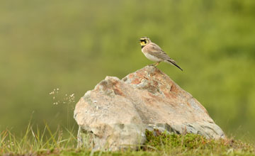 Horned lark [Eremophila alpestris alpestris]