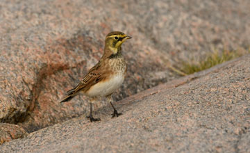 Horned lark [Eremophila alpestris praticola]