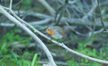 European robin [Erithacus rubecula rubecula]