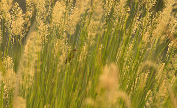 Common waxbill [Estrilda astrild]