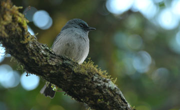 Dull-blue flycatcher [Eumyias sordida]