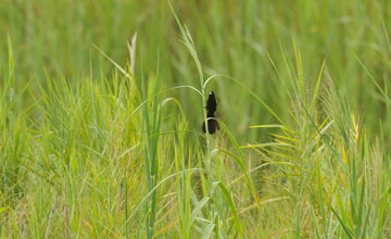 White-winged widowbird [Euplectes albonotatus albonotatus]