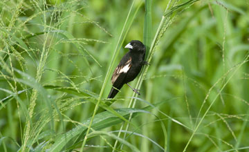 White-winged widowbird [Euplectes albonotatus eques]