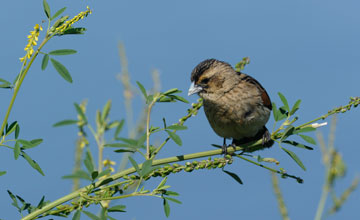 Black bishop [Euplectes gierowii friederichseni]