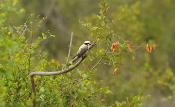 Southern white-crowned shrike [Eurocephalus anguitimens niveus]