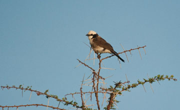 Northern white-crowned shrike [Eurocephalus rueppelli]