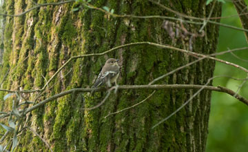 European pied flycatcher [Ficedula hypoleuca]