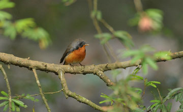 Kashmir flycatcher [Ficedula subrubra]