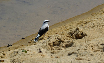 Masked water tyrant [Fluvicola nengeta]