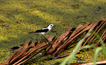 Pied water-tyrant [Fluvicola pica]