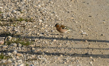 Common chaffinch [Fringilla coelebs balearica]