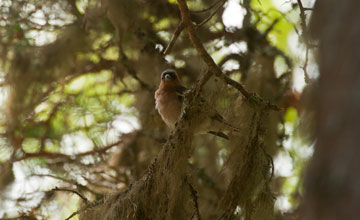 Common chaffinch [Fringilla coelebs coelebs]