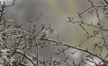 Brambling [Fringilla montifringilla]