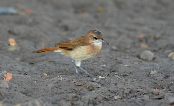 Rufous hornero [Furnarius rufus]