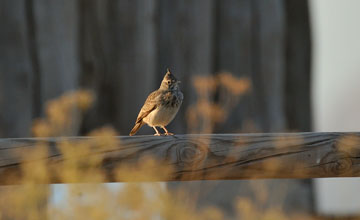 Crested lark [Galerida cristata pallida]