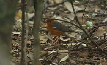 Orange-headed thrush [Geokichla citrina citrina]